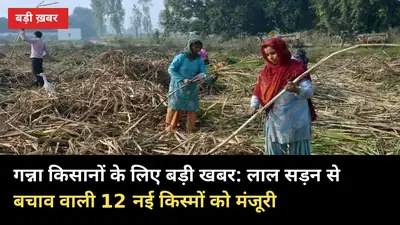 गन्ना किसानों के लिए बड़ी खबर: लाल सड़न से बचाव वाली 12 नई किस्मों को मंजूरी