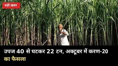 उपज 40 से घटकर 22 टन रह गई, अब अक्टूबर में करण-20 किस्म पर फैसला