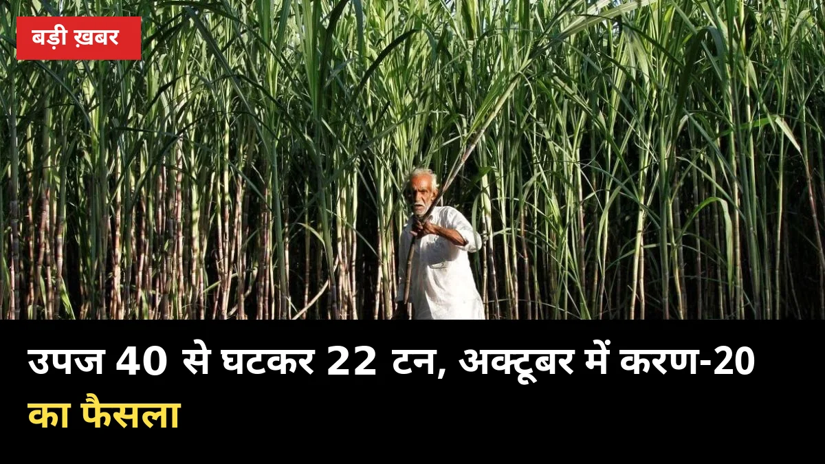 उपज 40 से घटकर 22 टन रह गई, अब अक्टूबर में करण-20 किस्म पर फैसला