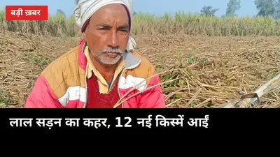 4 जिलों में लाल सड़न से गन्ना सूखा, अब 12 नई किस्में आईं — को.0238 की जगह लेगी कौन?