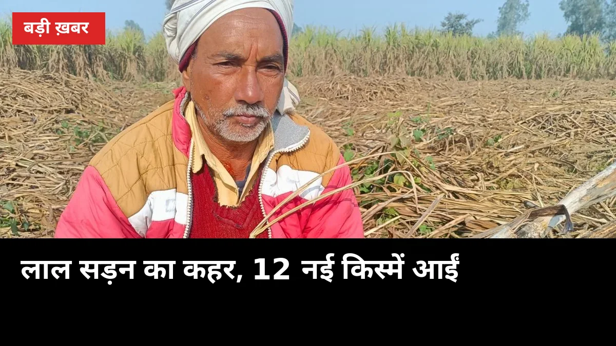 4 जिलों में लाल सड़न से गन्ना सूखा, अब 12 नई किस्में आईं — को.0238 की जगह लेगी कौन?