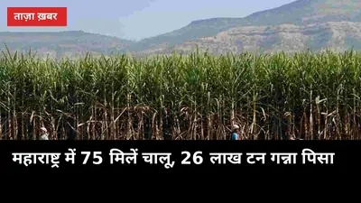 महाराष्ट्र में 75 मिलें चालू, 26 लाख टन गन्ना पिसा — UP के किसानों पर पड़ेगा ये असर