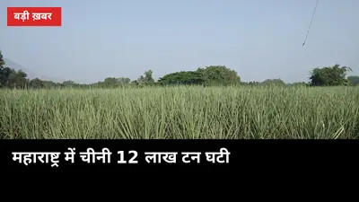 महाराष्ट्र में चीनी 12 लाख टन घटी, यूपी के गन्ना दाम पर क्या असर होगा?