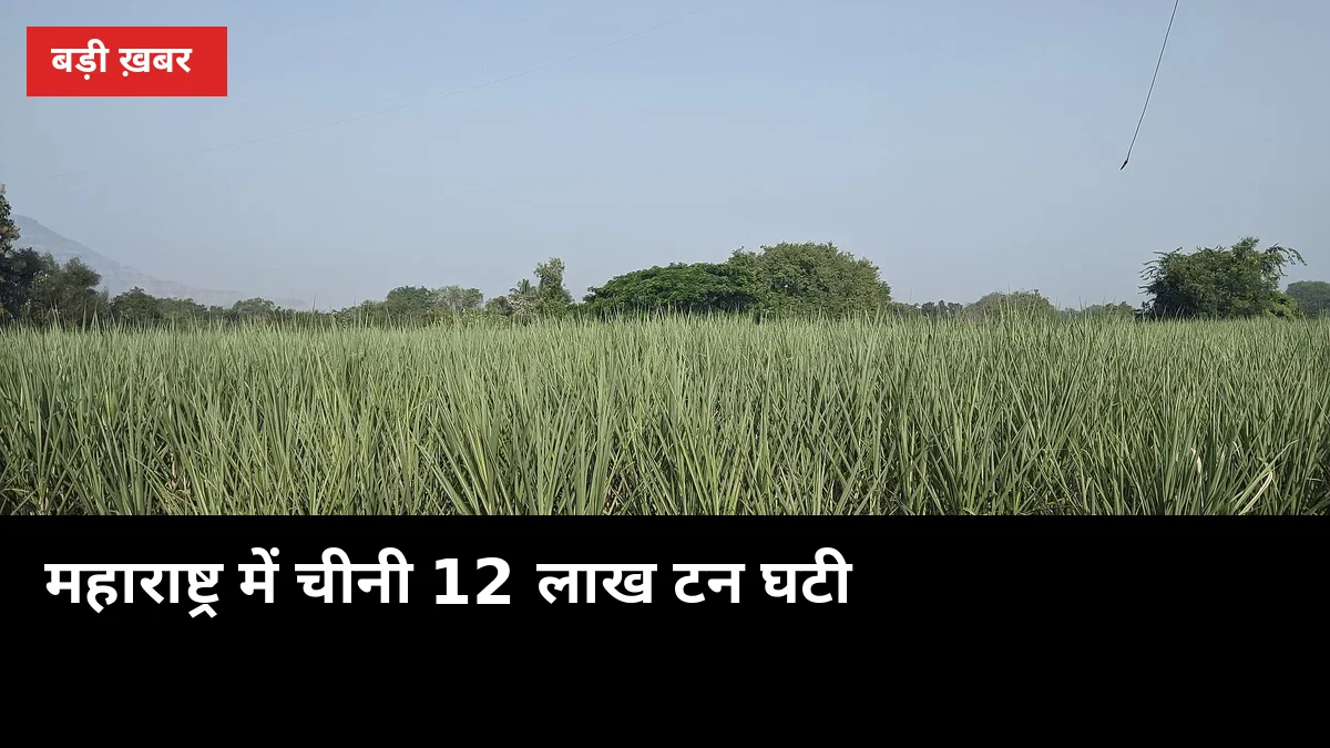 महाराष्ट्र में चीनी 12 लाख टन घटी, यूपी के गन्ना दाम पर क्या असर होगा?