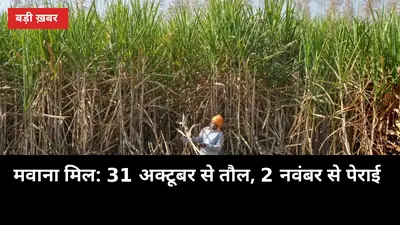 मवाना मिल के 162 केंद्र तैयार: 31 अक्टूबर से तौल, 2 नवंबर से पेराई