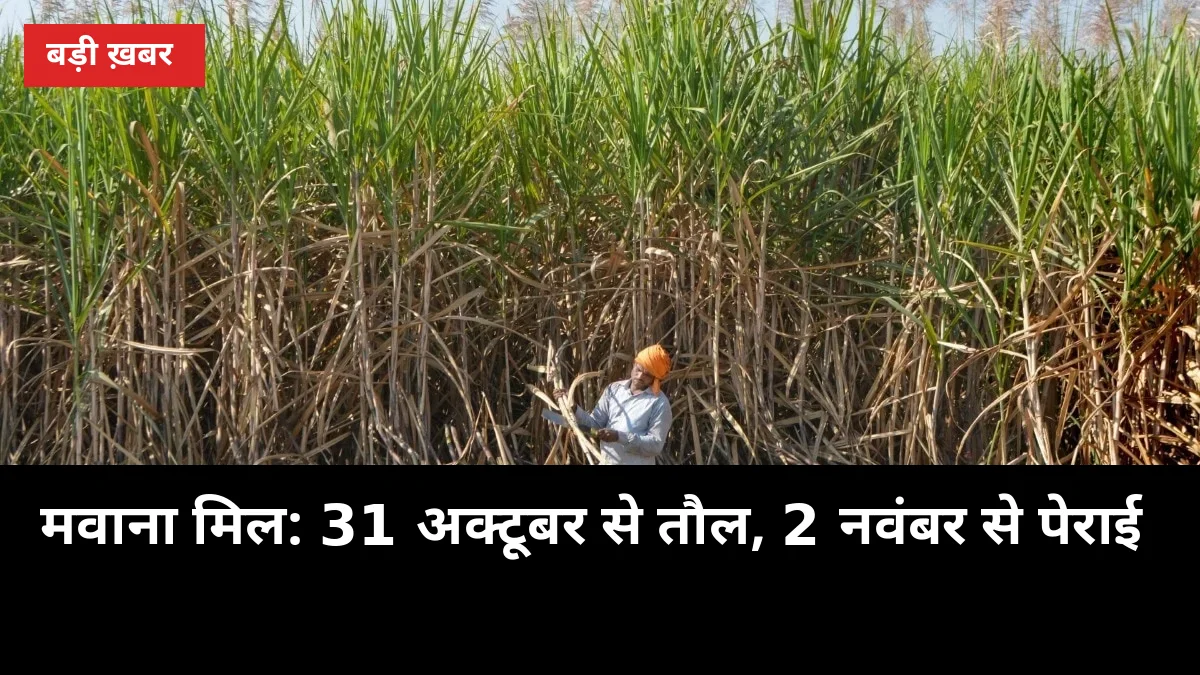 मवाना मिल के 162 केंद्र तैयार: 31 अक्टूबर से तौल, 2 नवंबर से पेराई
