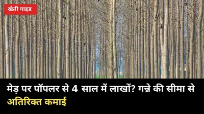 मेड़ पर पॉपलर से 4 साल में लाखों? गन्ना किसानों के लिए 5 पेड़ों की अतिरिक्त कमाई गाइड