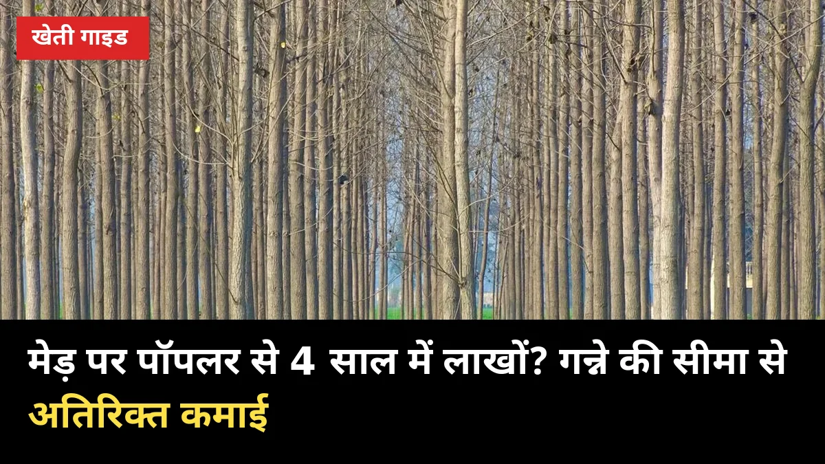 मेड़ पर पॉपलर से 4 साल में लाखों? गन्ना किसानों के लिए 5 पेड़ों की अतिरिक्त कमाई गाइड