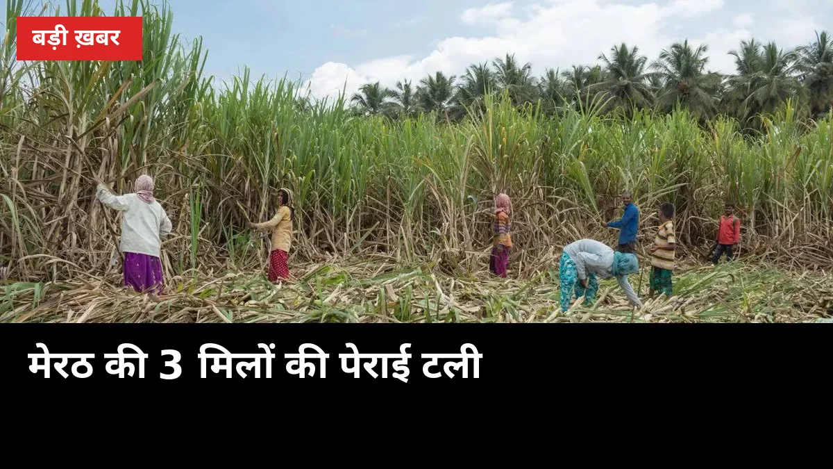 बारिश ने बदला मेरठ का पेराई कैलेंडर: दौराला 6 नवंबर, नंगलामल 5-7 नवंबर से