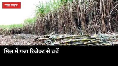 मिल में गन्ना रिजेक्ट हुआ तो पैसा डूबेगा: कटौती से बचने के 7 पक्के काम