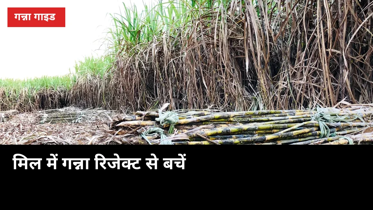 मिल में गन्ना रिजेक्ट हुआ तो पैसा डूबेगा: कटौती से बचने के 7 पक्के काम