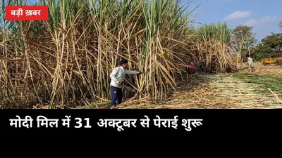 मोदी मिल में 31 अक्टूबर से पेराई: 28,500 किसानों को पर्चियां मिलनी शुरू