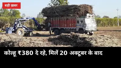 मिल खुलने से पहले कोल्हू ₹380 दे रहे: अभी बेचें या 20 अक्टूबर का इंतजार करें