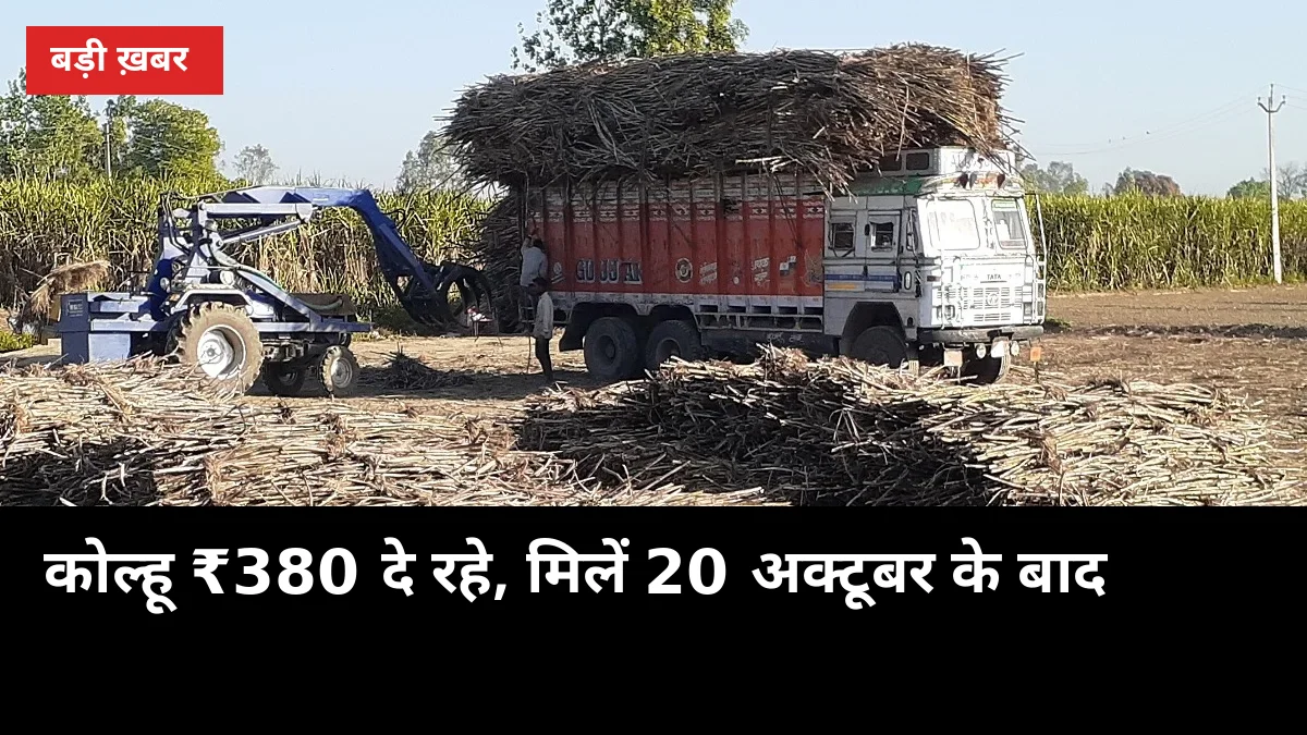 मिल खुलने से पहले कोल्हू ₹380 दे रहे: अभी बेचें या 20 अक्टूबर का इंतजार करें