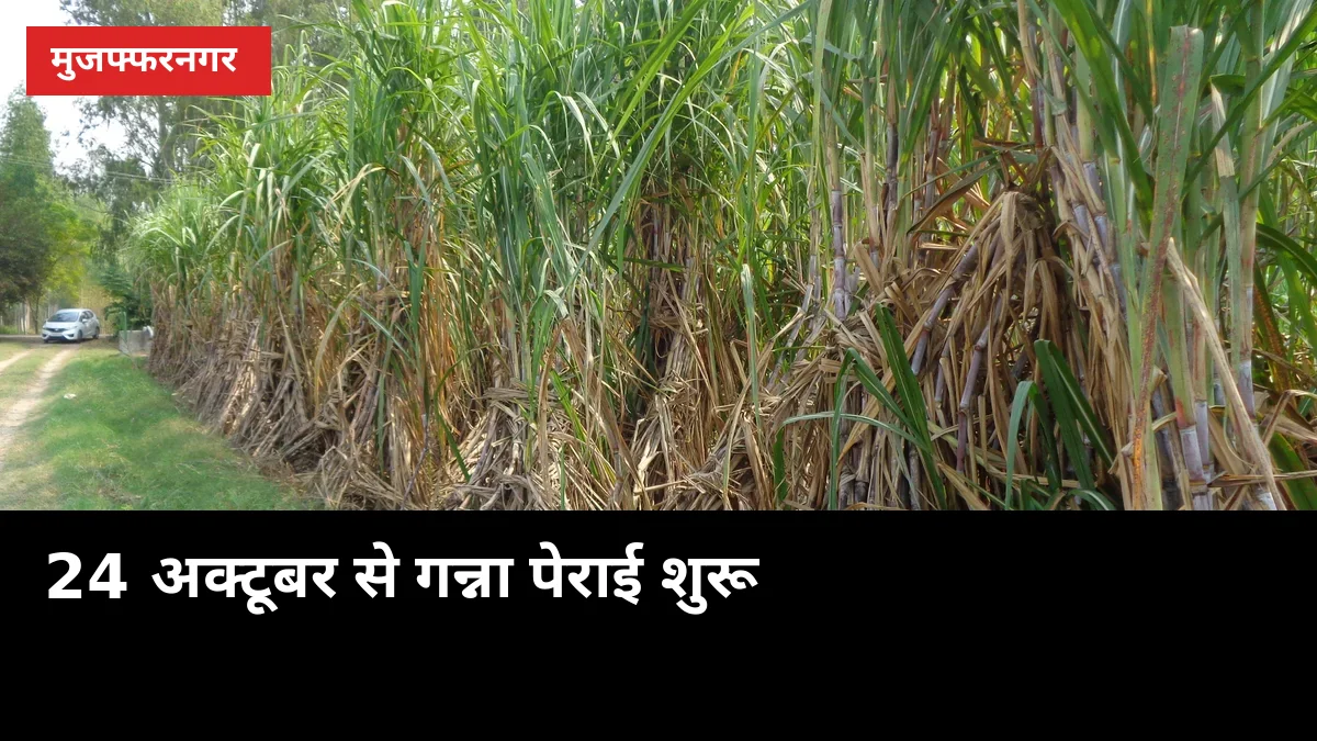 24 अक्टूबर से गन्ना पेराई: मुजफ्फरनगर की 8 मिलों की तिथियां घोषित, मोरना में धरना क्यों?