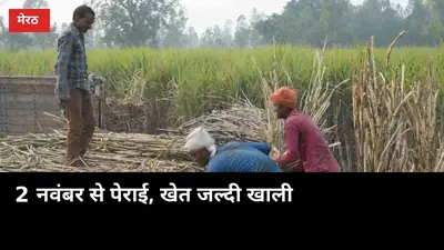 2 नवंबर से नंगलामल मिल की पेराई, खेत जल्दी खाली होगा तो गेहूं की बुआई भी समय पर