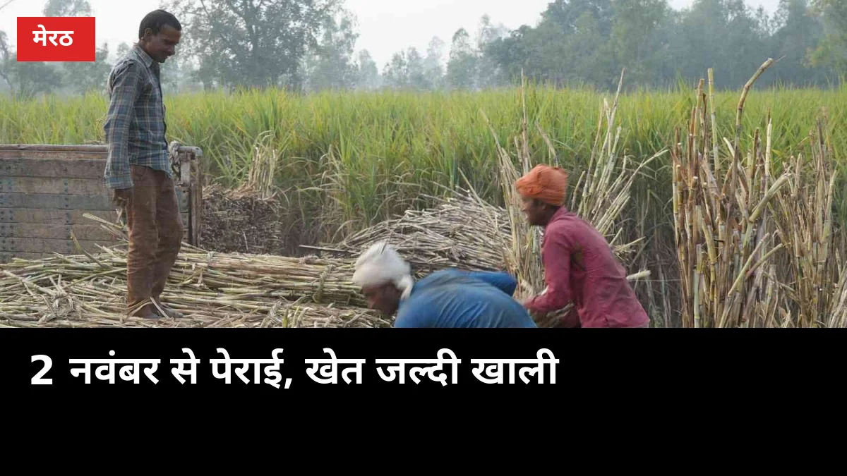 2 नवंबर से नंगलामल मिल की पेराई, खेत जल्दी खाली होगा तो गेहूं की बुआई भी समय पर