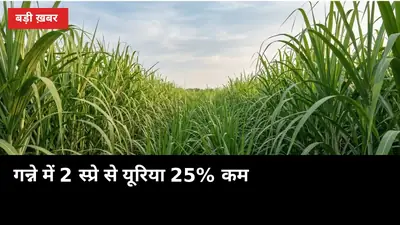 गन्ने में 2 स्प्रे से यूरिया 25% कम: नैनो खाद का सही तरीका