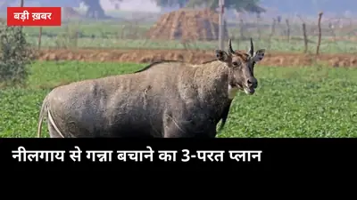 नीलगाय ने रात में खेत साफ कर दिया? 60% छूट वाली सोलर बाड़ से बचाव का पूरा हिसाब