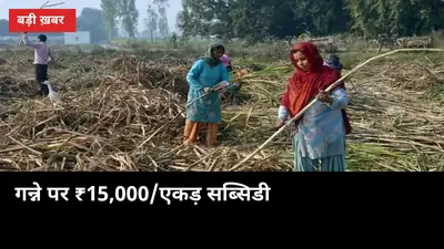 गन्ने पर ₹15,000/एकड़ सब्सिडी की घोषणा: यूपी के किसान के लिए क्या संकेत