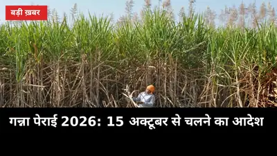 गन्ना पेराई 2026: 15 अक्टूबर से चलने का आदेश, अमरोहा-बिजनौर की मिलें सबसे आगे