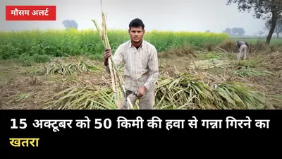 15 अक्टूबर: 50 किमी की हवा गन्ना गिरा सकती है, भारी बारिश का अलर्ट नहीं, करें ये 3 काम