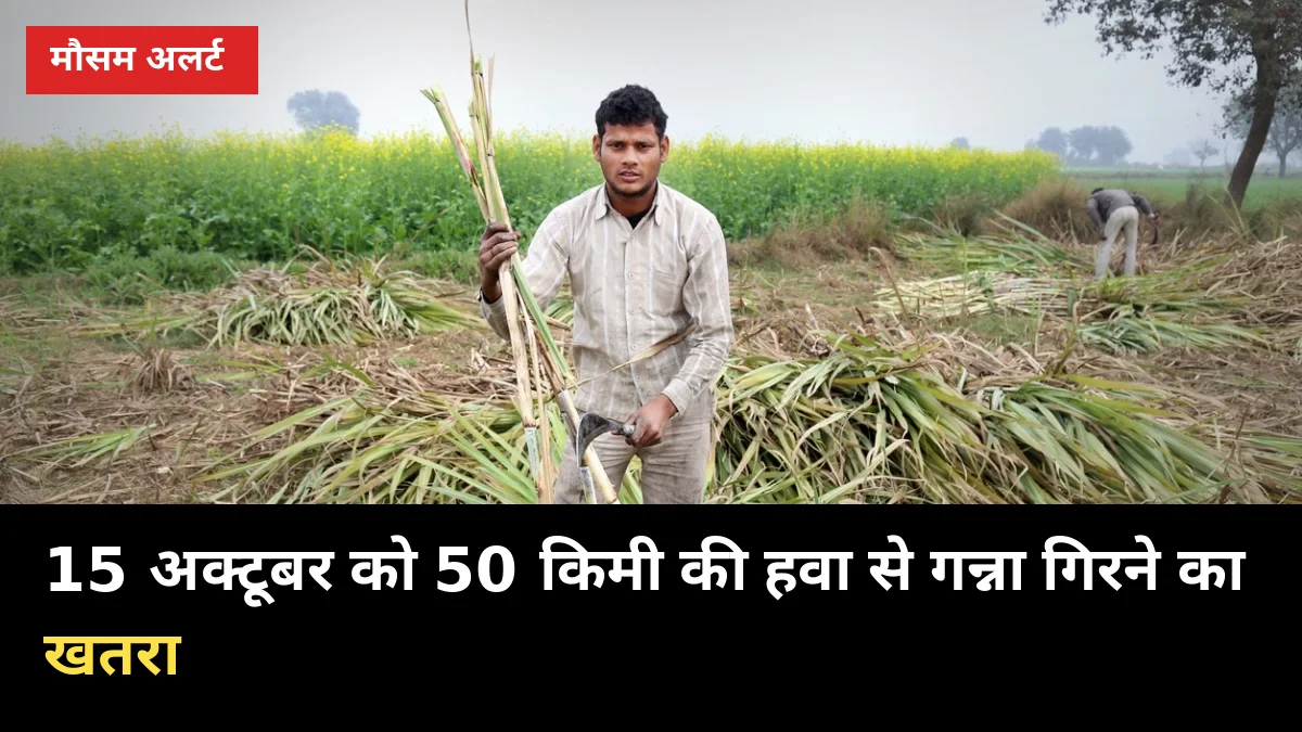 15 अक्टूबर: 50 किमी की हवा गन्ना गिरा सकती है, भारी बारिश का अलर्ट नहीं, करें ये 3 काम
