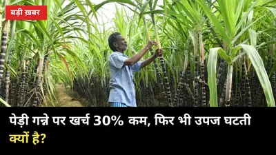 पेड़ी गन्ने पर खर्च 30% कम पड़ता है, फिर भी उपज घटती क्यों है? IISR का जवाब