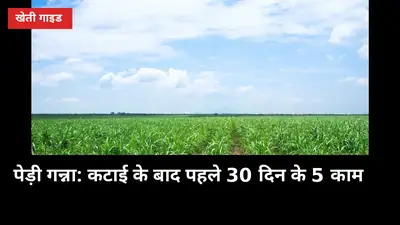 पेड़ी गन्ना: कटाई के बाद पहले 30 दिन के 5 काम, वरना अगली उपज घट जाएगी