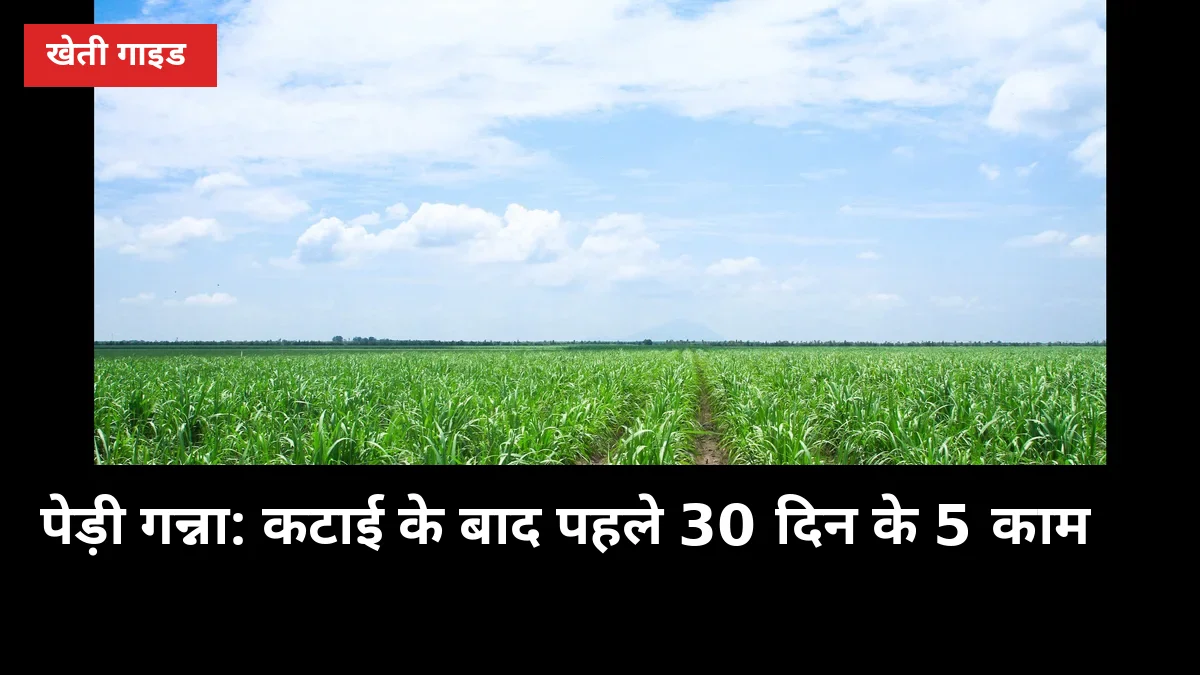 पेड़ी गन्ना: कटाई के बाद पहले 30 दिन के 5 काम, वरना अगली उपज घट जाएगी