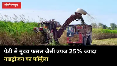 पेड़ी से मुख्य फसल जैसी उपज: 25% ज्यादा नाइट्रोजन और ठूंठ छंटाई का वैज्ञानिक तरीका