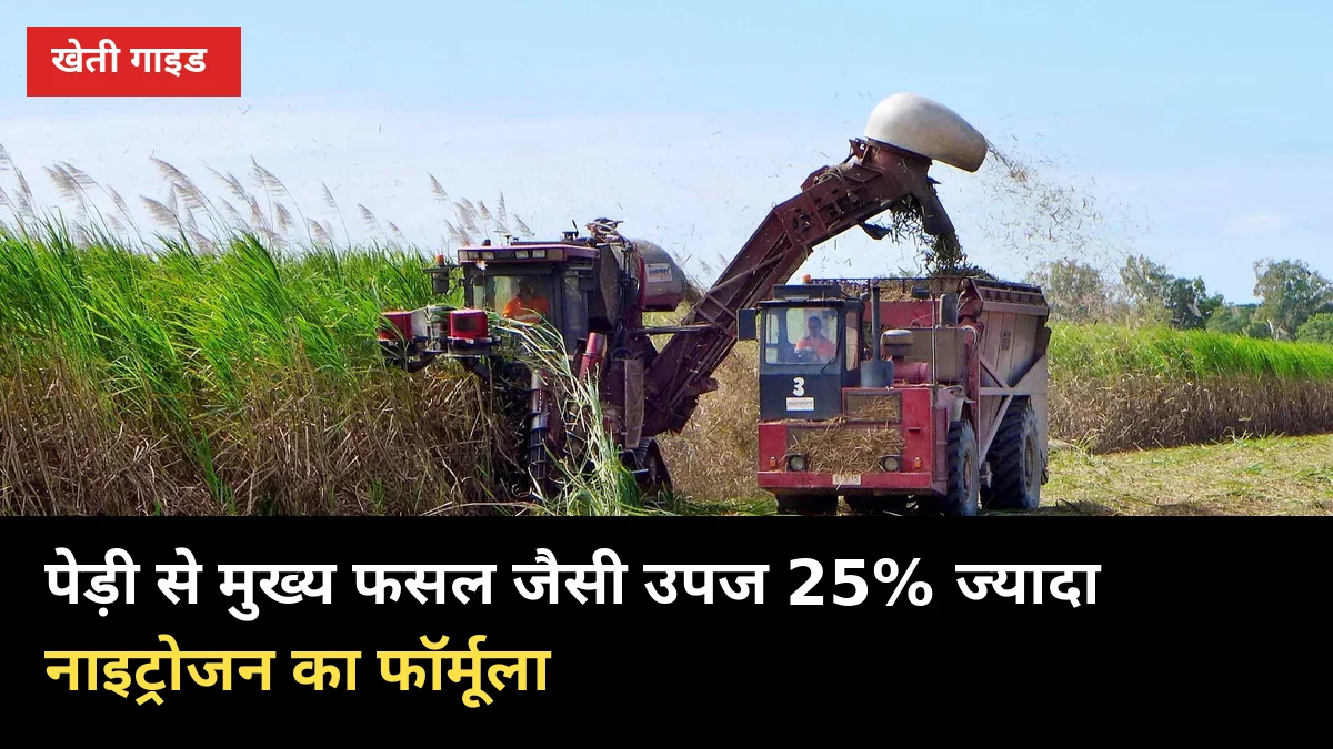 पेड़ी से मुख्य फसल जैसी उपज: 25% ज्यादा नाइट्रोजन और ठूंठ छंटाई का वैज्ञानिक तरीका