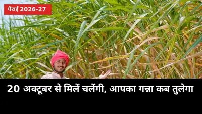 20 अक्टूबर से मिलें चलेंगी, आपका गन्ना कब तुलेगा: जल्दी कटाई में वज़न का नुकसान