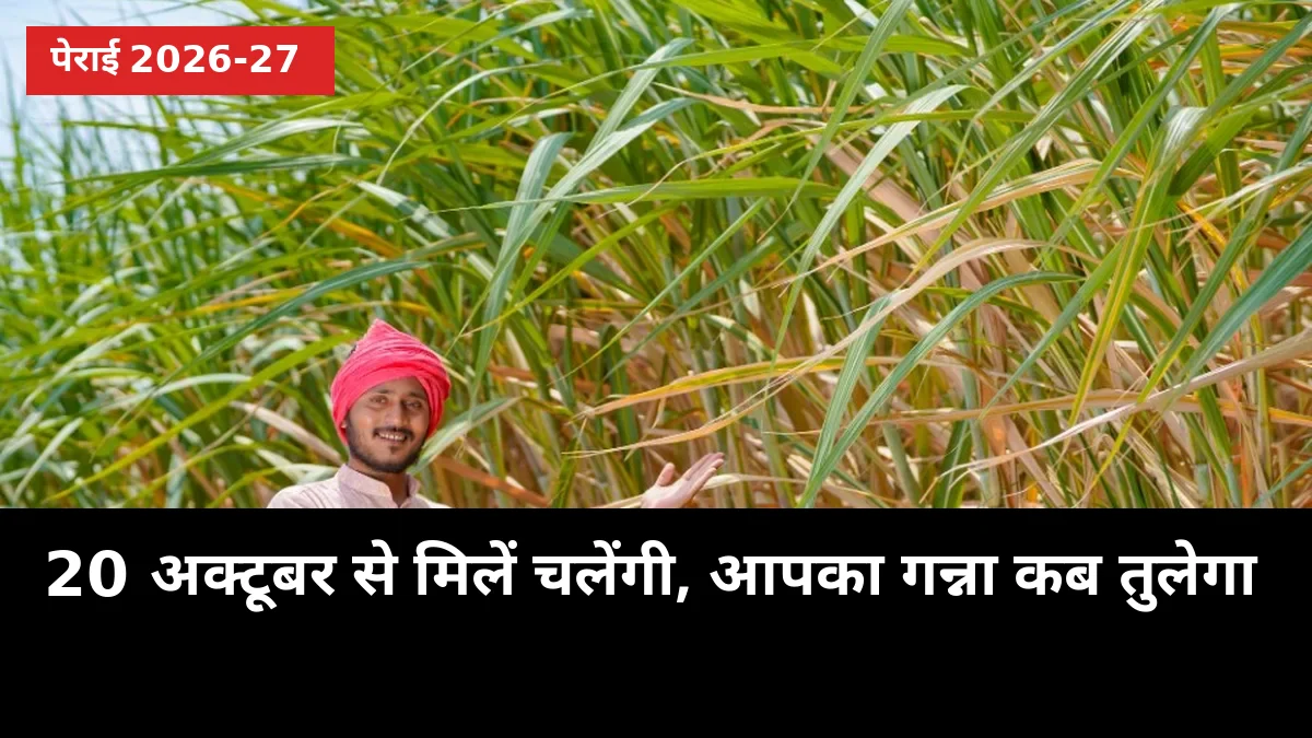 20 अक्टूबर से मिलें चलेंगी, आपका गन्ना कब तुलेगा: जल्दी कटाई में वज़न का नुकसान