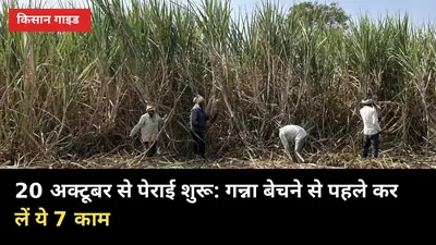 20 अक्टूबर से पेराई शुरू: गन्ना बेचने से पहले कर लें ये 7 काम, वरना भुगतान अटकेगा