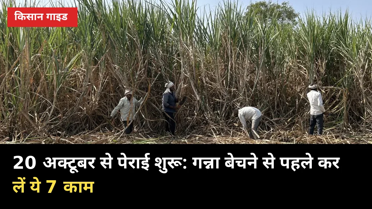 20 अक्टूबर से पेराई शुरू: गन्ना बेचने से पहले कर लें ये 7 काम, वरना भुगतान अटकेगा