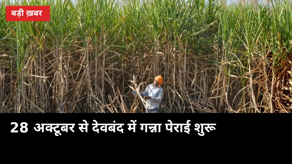 28 अक्टूबर से देवबंद में गन्ना पेराई शुरू, बाकी मिलें पीछे: आज ही निपटाएं ये 5 तैयारी