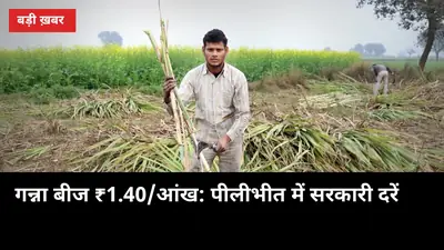 नई किस्म का गन्ना बीज ₹1.40/आंख: पीलीभीत में सरकारी दरें, 2 लाख बड 5 मिनट में बुक