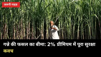 गन्ने की फसल का बीमा: 2% प्रीमियम में पूरा सुरक्षा कवच, पूरी प्रक्रिया