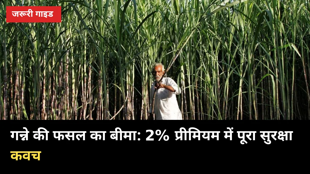 गन्ने की फसल का बीमा: 2% प्रीमियम में पूरा सुरक्षा कवच, पूरी प्रक्रिया