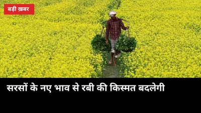 गेहूं में सिर्फ ₹25, सरसों में ₹413 का उछाल — 6 रबी फसलों के नए एमएसपी जानिए