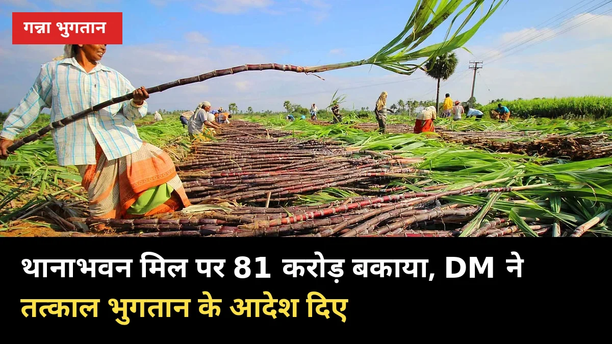 गन्ना भुगतान: शामली में थानाभवन मिल पर 81 करोड़ बकाया, DM ने तत्काल चुकाने के आदेश दिए
