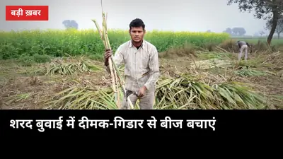 शरद बुवाई में दीमक-गिडार से बीज बचाएं: 3 संकेत पहचानें, 5 सस्ते उपाय अपनाएं