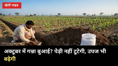 अक्टूबर में गन्ना बुआई? इन 6 बातों से पेड़ी नहीं टूटेगी, उपज भी बढ़ेगी