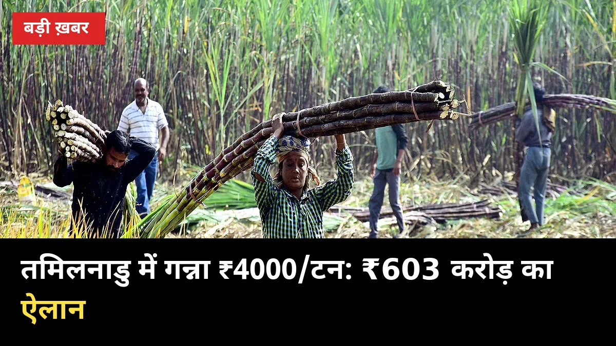 ₹603 करोड़ का तोहफा: तमिलनाडु में गन्ना ₹4000/टन, यूपी में ₹600 की मांग तेज