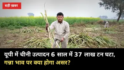 यूपी में चीनी उत्पादन 6 साल में 37 लाख टन घटा, गन्ना भाव पर क्या होगा असर?