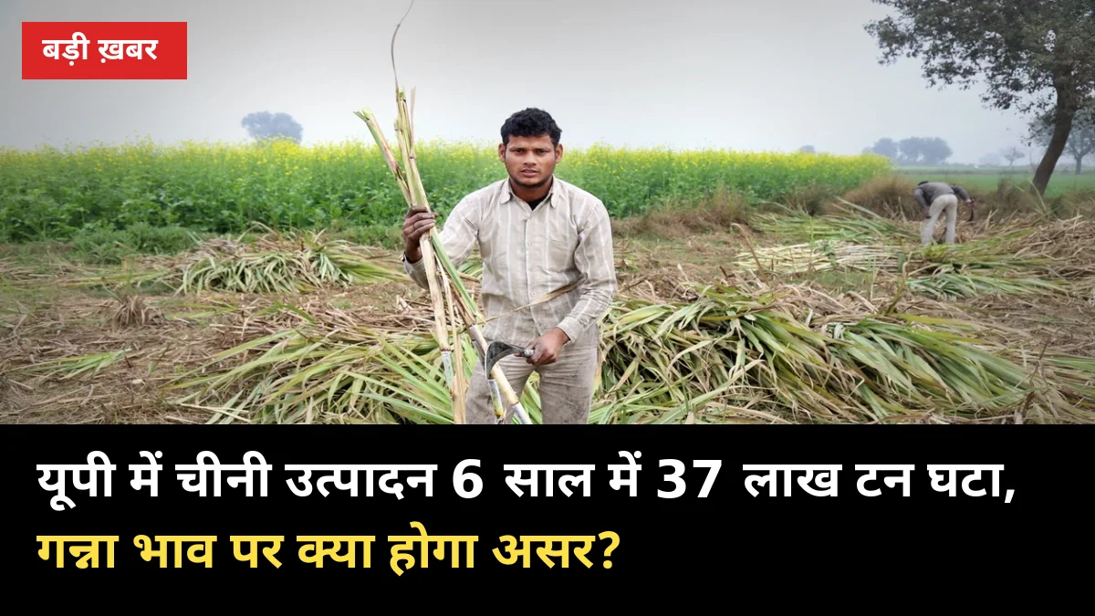 यूपी में चीनी उत्पादन 6 साल में 37 लाख टन घटा, गन्ना भाव पर क्या होगा असर?