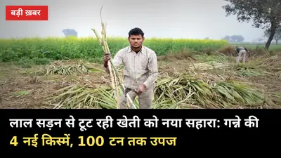 लाल सड़न से टूट रही खेती को नया सहारा: गन्ने की 4 नई किस्में, 100 टन तक उपज