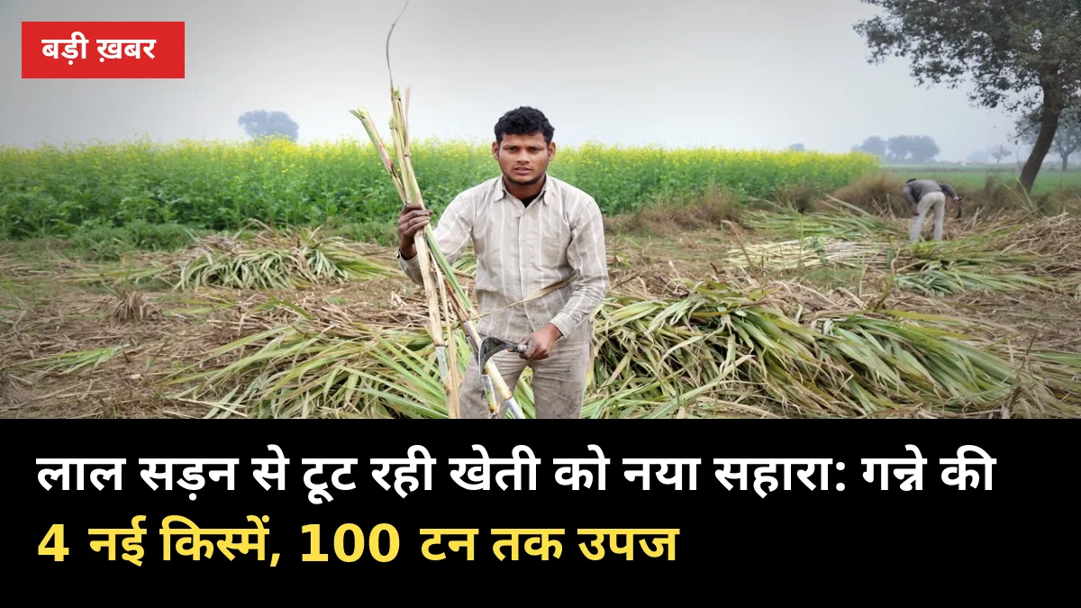 लाल सड़न से टूट रही खेती को नया सहारा: गन्ने की 4 नई किस्में, 100 टन तक उपज