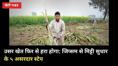 उसर खेत फिर से हरा होगा: जिप्सम से मिट्टी सुधार के ५ असरदार स्टेप